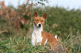 BASENJI 073